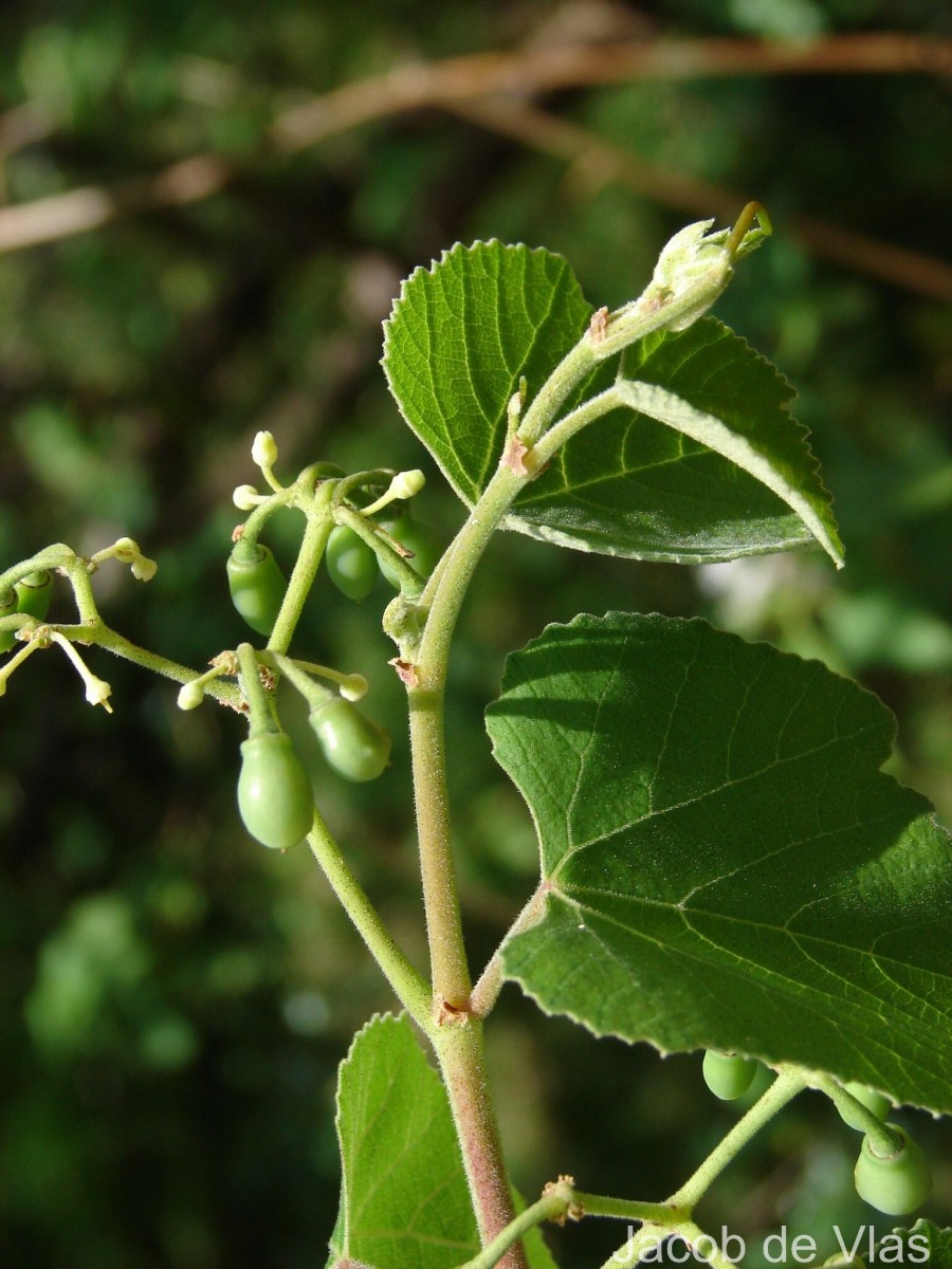 Cissus vitiginea L.